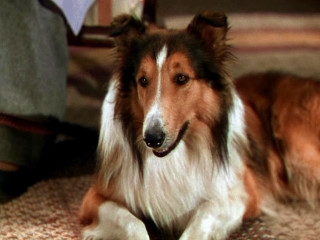 Pal (1940 – 1958) was a Rough Collie (male) actor and the first in